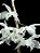Dendrobium Anosmum Albo (No Toco) - Imagem 4