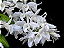 Dendrobium Anosmum Albo (No Toco) - Imagem 2