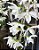 Dendrobium Anosmum Albo (No Toco) - Imagem 6