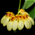 Bulbophyllum Curtisii Yellow - Imagem 3