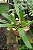 Bulbophyllum Curtisii Yellow - Imagem 2