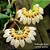 Orquídea Bulbophyllum Curtisii Yellow - Imagem 2