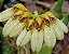 Orquídea Bulbophyllum Curtisii Yellow - Imagem 3