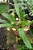 Orquídea Bulbophyllum Curtisii Yellow - Imagem 5