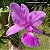 Cattleya Walkeriana Tipo "Estrela Cadente x Luana" - Imagem 3