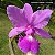 Cattleya Walkeriana Tipo "Estrela Cadente x Luana" - Imagem 1
