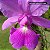 Cattleya Walkeriana Tipo "Estrela Cadente x Luana" - Imagem 2