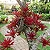 Bromélia Neoregelia Fireball 'vermelha' - Imagem 1