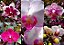 Phalaenopsis Adulta  (Cores Variadas) - Imagem 4