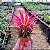 Bromelia Tillandsia Ionantha Red "Fuego" - Imagem 4