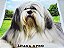 Manta, Cobertor Fleece Estampado Para Pet, Ilhasa Apso Mod 1 - Imagem 2