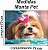 Manta, Cobertor Fleece Estampado Para Pet,  Shih-Tzu Mod 1 - Imagem 6