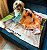 Manta, Cobertor Fleece Estampado Para Pet,  Shih-Tzu Mod 2 - Imagem 7