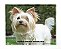 Manta, Cobertor Fleece Estampado Para Pet, Yorkshire-Terrier - Imagem 1