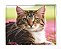 Manta, Cobertor Fleece Estampado Para Pet, Gato Mod 3 - Imagem 1