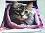Manta, Cobertor Fleece Estampado Para Pet, Gato Mod 4 - Imagem 2