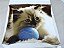 Manta, Cobertor Fleece Estampado Para Pet, Gato Mod 5 - Imagem 2