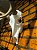 Trofeu Decorativo  Cabeça  Skull Cervo ELK/WAPITI - Imagem 1