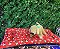Cama Pet Plus - Imagem 1