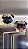 Dupla de Imã de geladeira Pug - Imagem 1