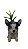 Vaso blue heeler suculentas - Imagem 1