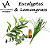 ESSÊNCIA EUCALYPTUS AND LEMONGRASS VA CANDLE - Imagem 1