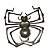 Aranha Borracha Pernas - Imagem 2