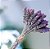 Buquê de Lavanda Dentata Desidratada - Imagem 1