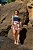 Short Saia Estampa Serena - Imagem 3