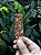 Incenso Bastonet Rosarium - Imagem 1