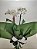 Orquídea Phalaenopsis Branca Promoção - Imagem 2
