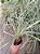 Liriope Variegato Saquinho (Barba de Serpente) - Imagem 1