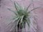 Liriope Variegato Touceira (Barba de Serpente) - Imagem 1