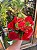 kalanchoe - Imagem 1