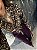 Camisa Cropped Amarração Zoe Animal Print - Imagem 7