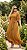 Vestido tule longo Dafne 090.7 - Imagem 24