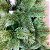 Arvore de Natal Pinheiro Neve Premium 3 metros 1371 Galhos - Imagem 2