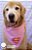 Bandana para cães Super Man Rosa - Imagem 2