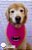 Bandana para cães Batman Pink - Imagem 2