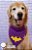 Bandana para cães Batgirl - Imagem 2
