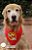 Bandana para cães Thor - Imagem 2