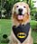 Bandana para cães Batman - Imagem 2