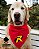 Bandana para cães Robin - Imagem 1