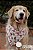 Bandana para cães Butterfly - Imagem 2