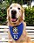 Bandana para cães copa mundo Brasil - Imagem 3