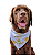 Bandana para cães Ano Novo - Imagem 2