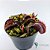 Dionaea Muscipula Maroon Monster - Muda (pequeno) - Imagem 1