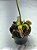 Dionaea Muscipula Alien - Muda - Imagem 2