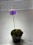 Utricularia longifolia - Imagem 1