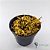Dionaea Muscipula G3XG14 - Muda (Pequeno) - Imagem 3